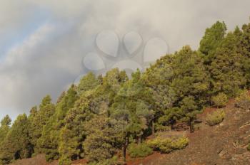 Forest of Canary Island pine (Pinus canariensis). Hoya del Morcillo. Frontera Rural Park. El Pinar. El Hierro. Canary Islands. Spain.