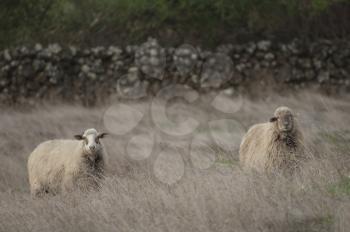 Sheep (Ovis aries). Valverde. El Hierro. Canary Islands. Spain.
