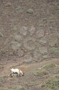 Goat (Capra aegagrus hircus) feeding. Jandia. Fuerteventura. Canary Islands. Spain.