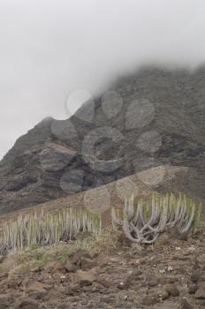 Canary Island spurges (Euphorbia canariensis). Jandia. Fuerteventura. Canary Islands. Spain.