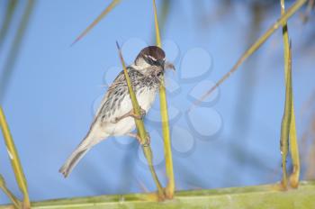 Spanish sparrow (Passer hispaniolensis). Male with nesting material. Tuineje. Fuerteventura. Canary Islands. Spain.