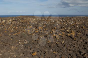 Lava field covered by lichens. La Oliva. Fuerteventura. Canary Islands. Spain.