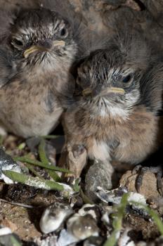 Chiks of Canary Islands stonechat (Saxicola dacotiae). Esquinzo ravine. La Oliva. Fuerteventura. Canary Islands. Spain.