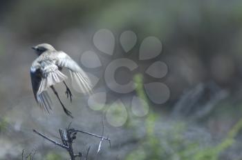 Canary Islands stonechat (Saxicola dacotiae). Female taking flight. Esquinzo ravine. La Oliva. Fuerteventura. Canary Islands. Spain.