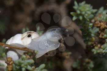 White garden snail (Theba pisana). Tindaya. La Oliva. Fuerteventura. Canary Islands. Spain.