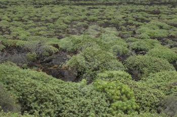 Tabaibal of Tabaiba dulce (Euphorbia balsamifera). Malpais de La Corona. La Corona Natural Monument. Lanzarote. Canary Islands. Spain.