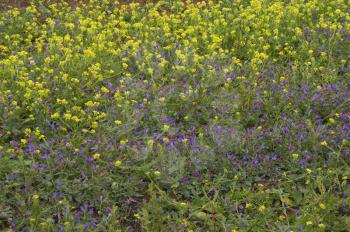 Viborina de Lanzarote (Echium lancerottense) (violet flowers) and shortpod mustard (Hirschfeldia incana) (yellow flowers). Haria. Lanzarote. Canary Islands. Spain.