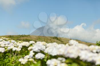 Pico volcano with clouds forming around its peak and hydrangea flowers on a foreground