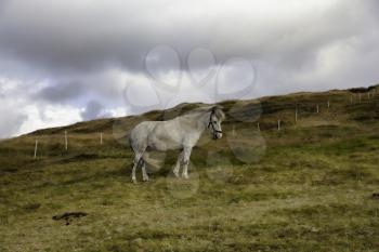 A white horse standing and dramatic sky as a background, Sandavagur village, Faroe Islands