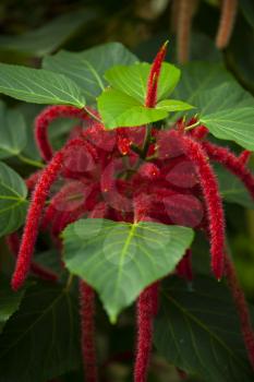 Bright green and red colors of Acalypha
