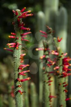 Cleistocactus smaragdiflorus with bright red flowers