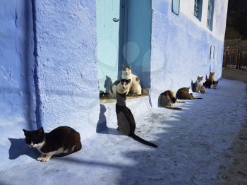 Group of cats basking in the sun in blue city of Chefchaouen