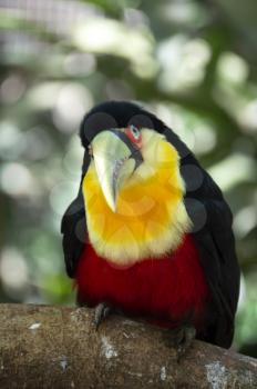 Geen-billed toucan or red-breasted toucan