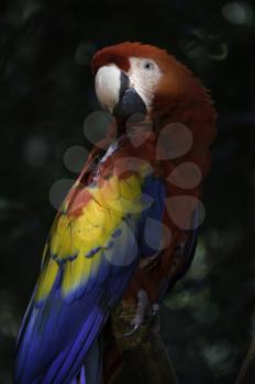Scarlet macaw portrait on bokeh background