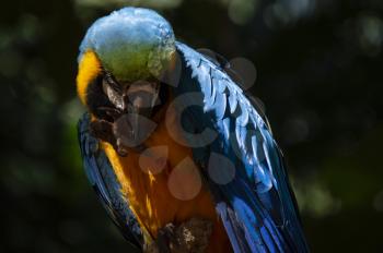 Hight contrast portrait of blue-and-yellow macaw in Brazil