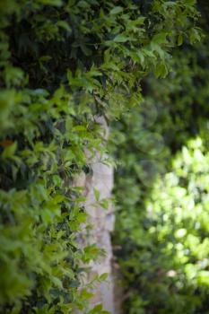 Lush ivy covering a wall