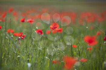 Poppy field in the Spanish Pyrenees in spring