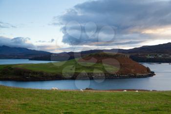 Sheep pasturing on the banks of fjords of Lake Bracadale at sunset, Skye, Scotland, UK