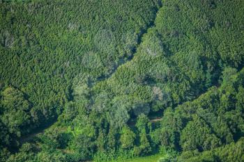 Forest landscape of Faial Island from far away forming peculiar textures