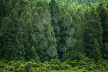 Green forest pattern of Faial Island, Azores, Portugal