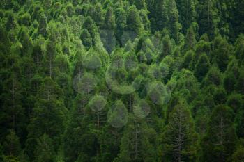 Green forest pattern of Faial Island, Azores, Portugal