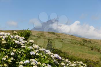 Pico volcano with clouds forming around its peak and hydrangea flowers on a foreground