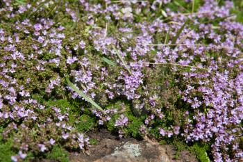 Thymus plant with small pink flowers background, Pico, Azores, Portugal