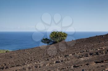 Lonely tree and volcanic landscape, Capelinhos Volcano, Faial Island, Azores
