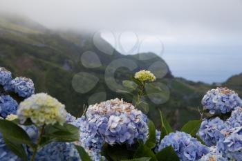 Hortensia on Flores Island, Azores, Portugal