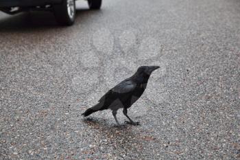 Black Raven standing still, Banff National Park
