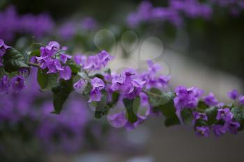 Violet bougainvillea background with bokeh