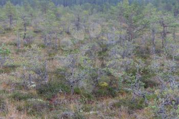 Dwarf pine trees inViru Raba, Lehemaa National Park, Estonia