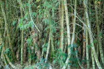 Lush bamboo thicket in the Botanical Garden of Cienfuegos, Cuba