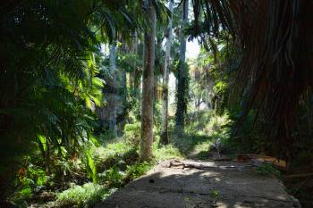 Lush forest lit with sun in the Botanical Garden of Cienfuegos, Cuba