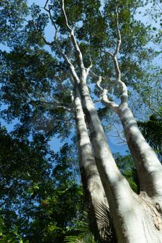 Eucalyptus or Ghost gum in the Botanical Garden of Cienfuegos, Cuba