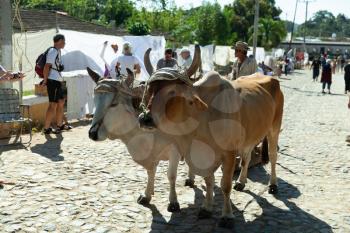 Manaca Iznaga, Cuba - 4 February 2015: Cows traditional domestic animals
