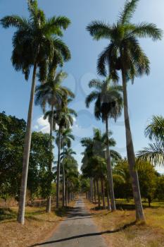 Roystonea (royal palm) gallery at Botanical Garden of Cienfuegos, Cuba