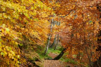 Cairngorms National Park: Path in Autumn forest full of different colors, Kincraig, Scotland, UK