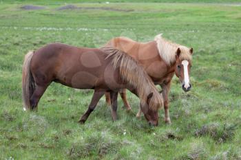 Two Icelandic horses on green pasture in summer