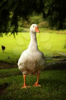 White goose standing on the land at the farm