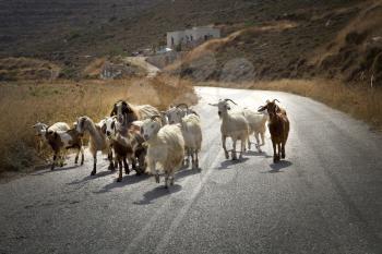 Goats herd in the middle of the road in Naxos, Greece