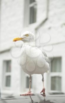 Seagull standing on a fence with injured leg on white house