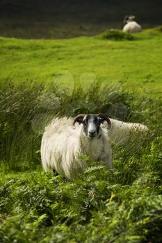 Black face sheep grazing in a land in Scotland