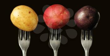 Three variety of potato standing on a fork on a black background