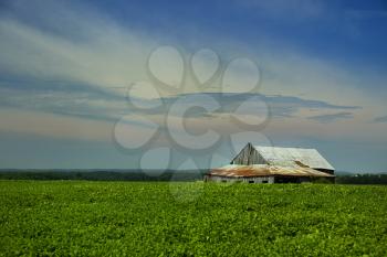 Little barn in a soybeans field