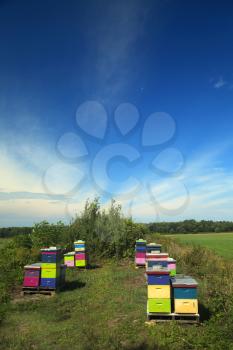 Nice and colourful wood hive box in a field with a nice blue sky