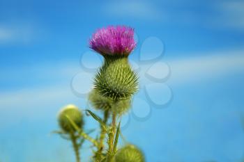 Thistle in a blue sky.  Thistle flowers are favourite nectar sources of the pearl-bordered fritillary, small pearl-bordered fritillary, high brown fritillary, and dark green fritillary butterflies.