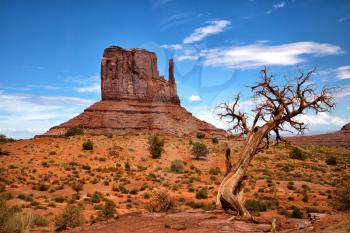 Dead tree in front of a butte in Monument Valley in Arizona, United States
