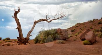 Dead tree in front of a butte in Monument Valley in Arizona, United States