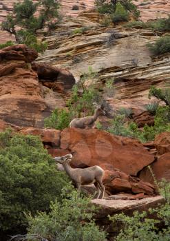 Desert bighorn in the mountain of Zion National Park in Utah, United States